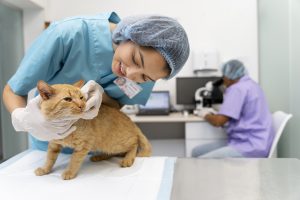 Regular visits to the vet and keeping up with vaccines are extremely important when caring for a new kitten.