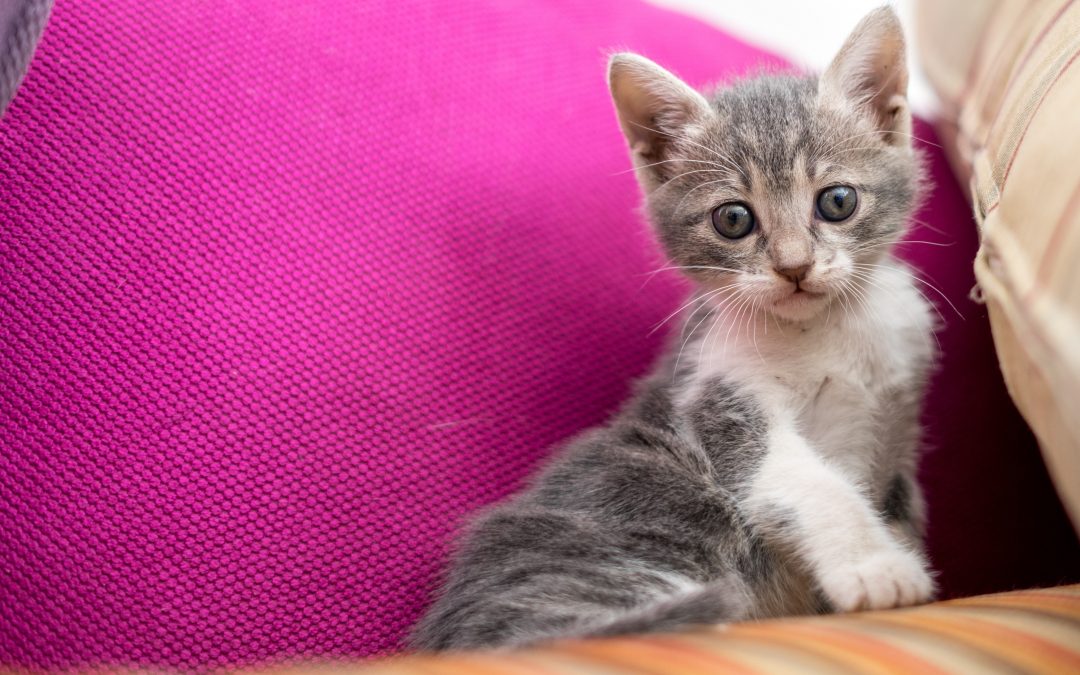 The New Kitten Essentials Supply & Care Checklist