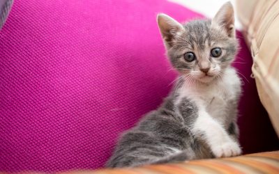 Many supplies such as food, water, litter, bedding and toys are essential when bringing home a new kitten.