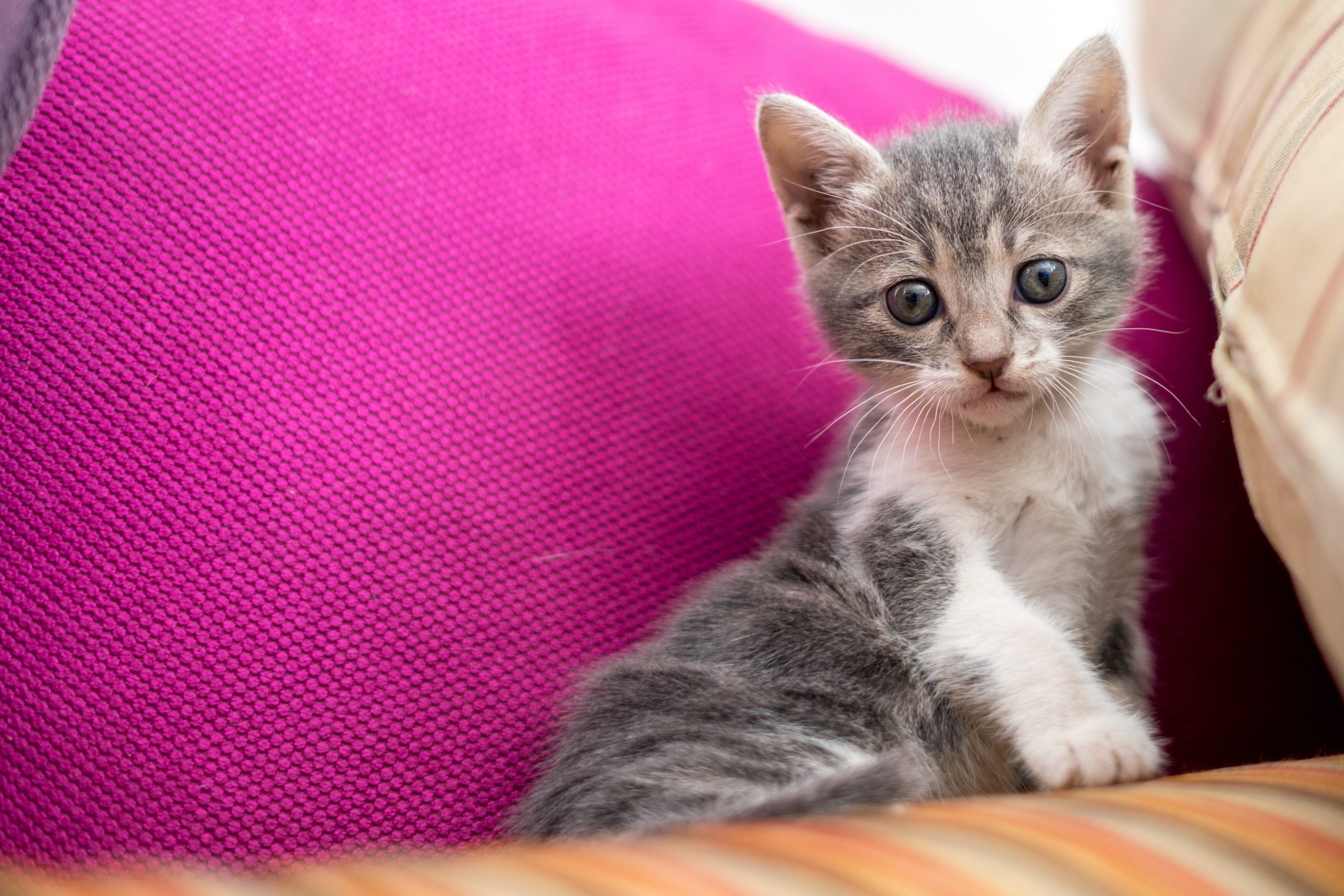 Many supplies such as food, water, litter, bedding and toys are essential when bringing home a new kitten.