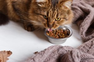 Kittens should eat high quality food that is formulated to meet their specific needs.