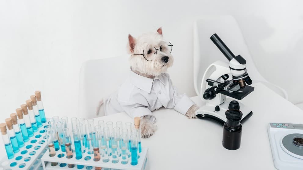 How Testing Your Dog’s DNA Can Help With Future
