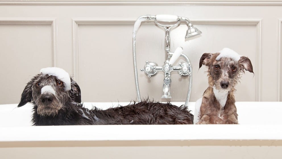 7 Tips for Grooming Your Dog at Home