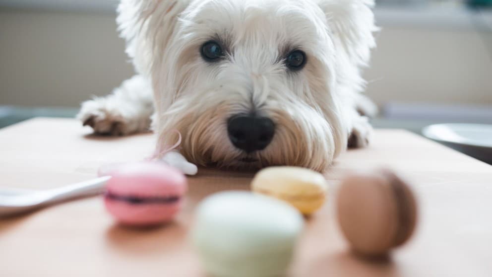 Spoil Your Pup with These Instagram Worthy Dog Macarons