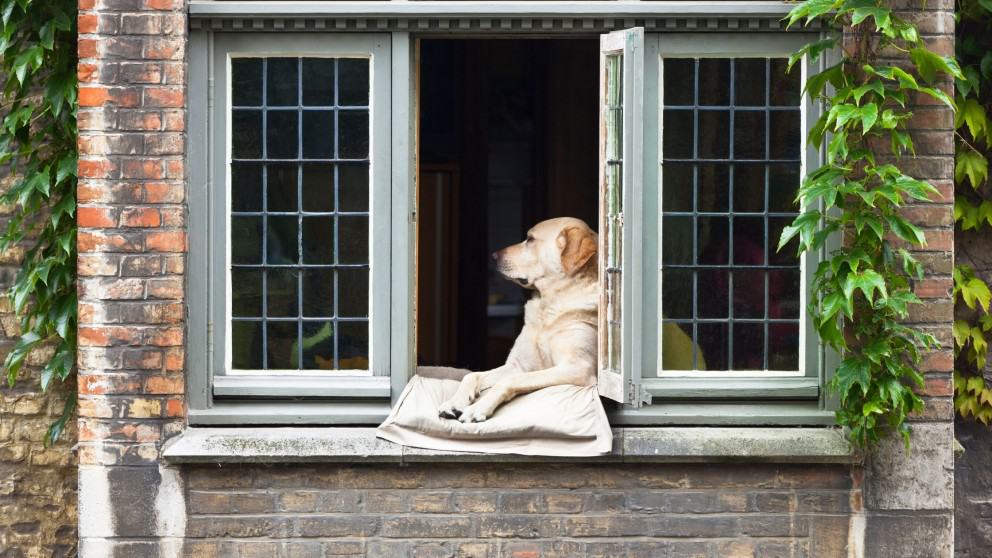 Top Tips For Leaving Your Pet Home Alone After COVID