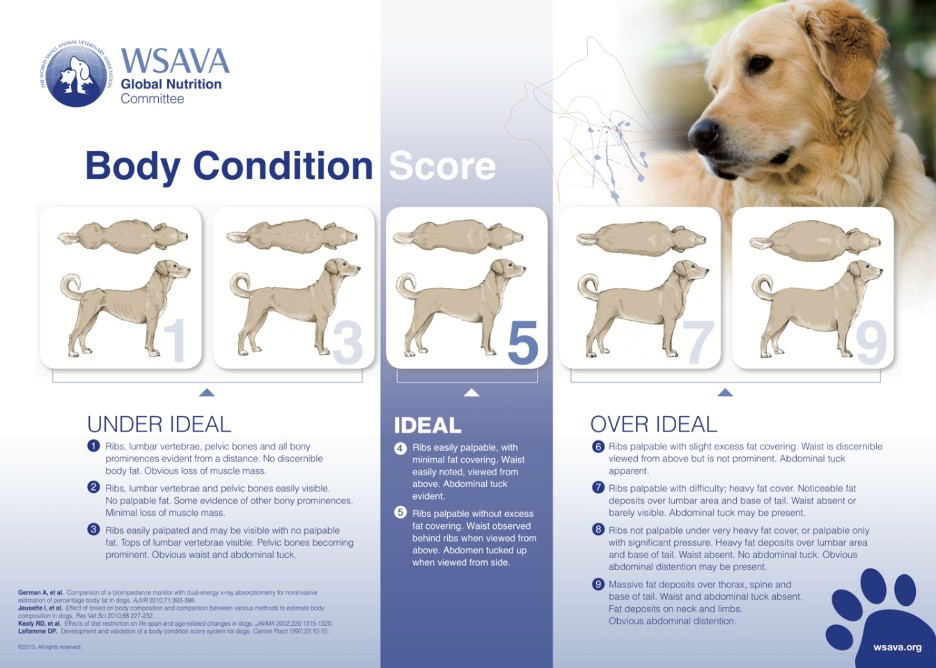 Example of a Body Condition Score chart.