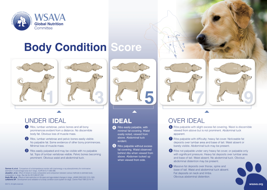 Image courtesy WORLD SMALL ANIMAL VETERINARY ASSOCIATION (WSAVA)