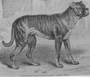 The Bullenbeisser is an extinct dog breed that was also referred to as the German bulldog.
