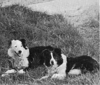 The Cumberland sheepdog is an extinct dog breed that was considered as one of the ancestors of the Australian shepherd.