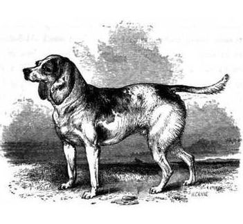 The extinction of the North Country beagle was due to its competition with the English foxhound.