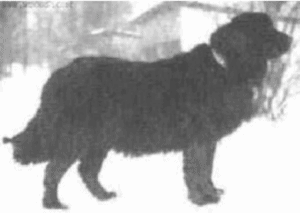 A Moscow water dog is an extinct dog that was developed by the Russian army