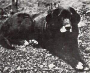 The St. John's Water dog was considered an early retriever and contributed to the curly and golden retriever dog species.