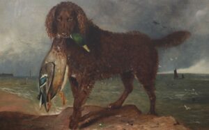 The Tweed water spaniel is an extinct dog that originated in England.