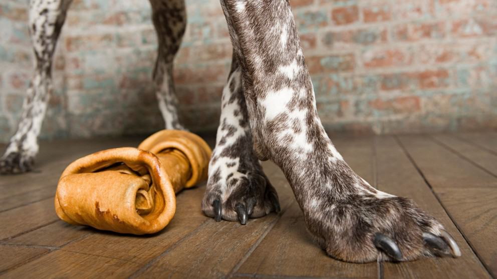 Why is My Dog Chewing on his Paws?