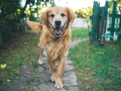 A golden retreiver that needs pet insurance for rescue dogs