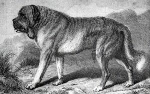 The extinct Alpine Mastiff is considered to be the first dog breed to attain a gigantic size.