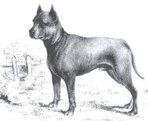 Blue Paul terriers are a certain dog breed that used to be popular but went extinct in the early 20th century.