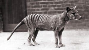 15 Extinct Dog Breeds I Odie Pet Insurance