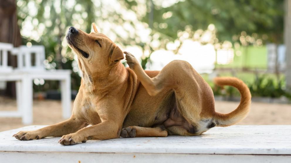 The Top 9 Causes of Dog Allergies