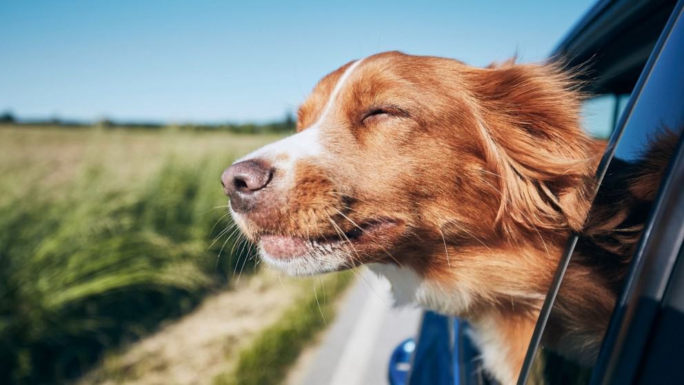 Does Your Dog Need A Seat Belt in Your State?