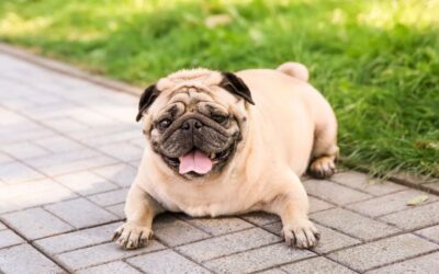 Ensuring your dog is a healthy weight can help improve their risk of getting sick.