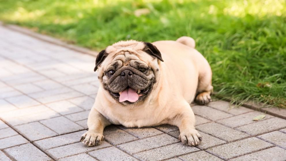 Ensuring your dog is a healthy weight can help improve their risk of getting sick.
