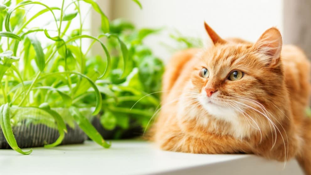 Top 7 Causes of Cat Allergies