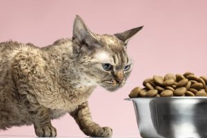 Some cats can develop allergies to certain foods which causes skin sensitivities and scratching.