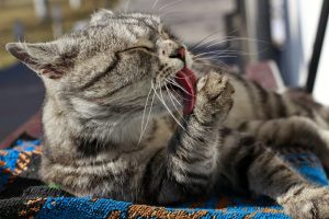 Fleas can cause your cats to have allergic reactions.
