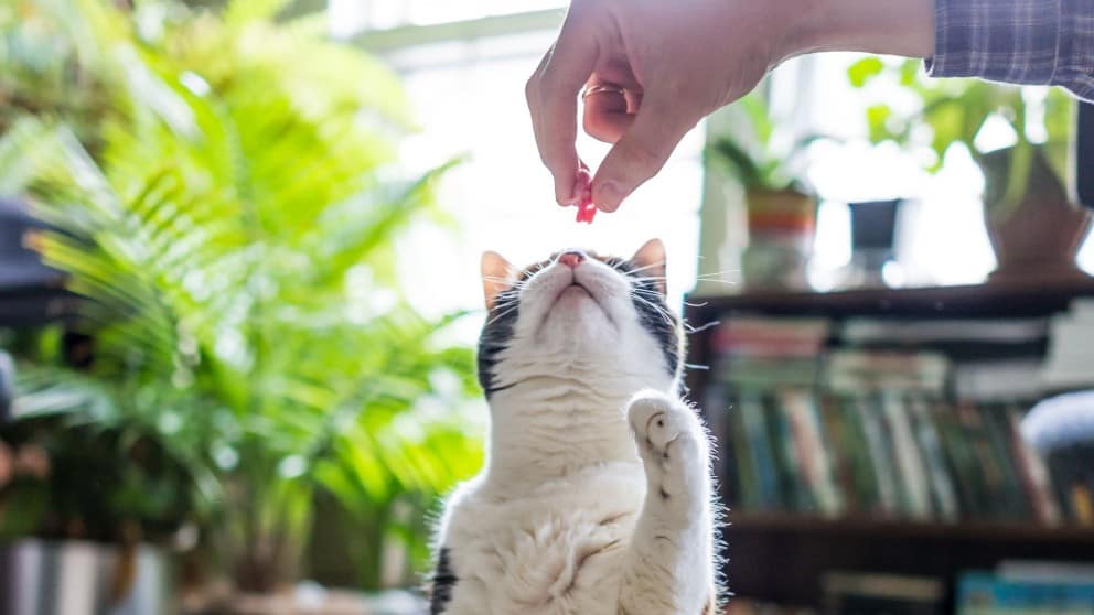 Key Cat Nutritional Supplements and How to Identify Them