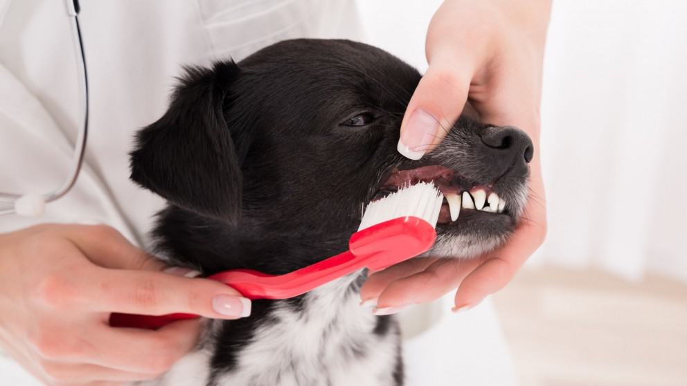 Tips for Doggie Dental Care to Make Your Dog Smile