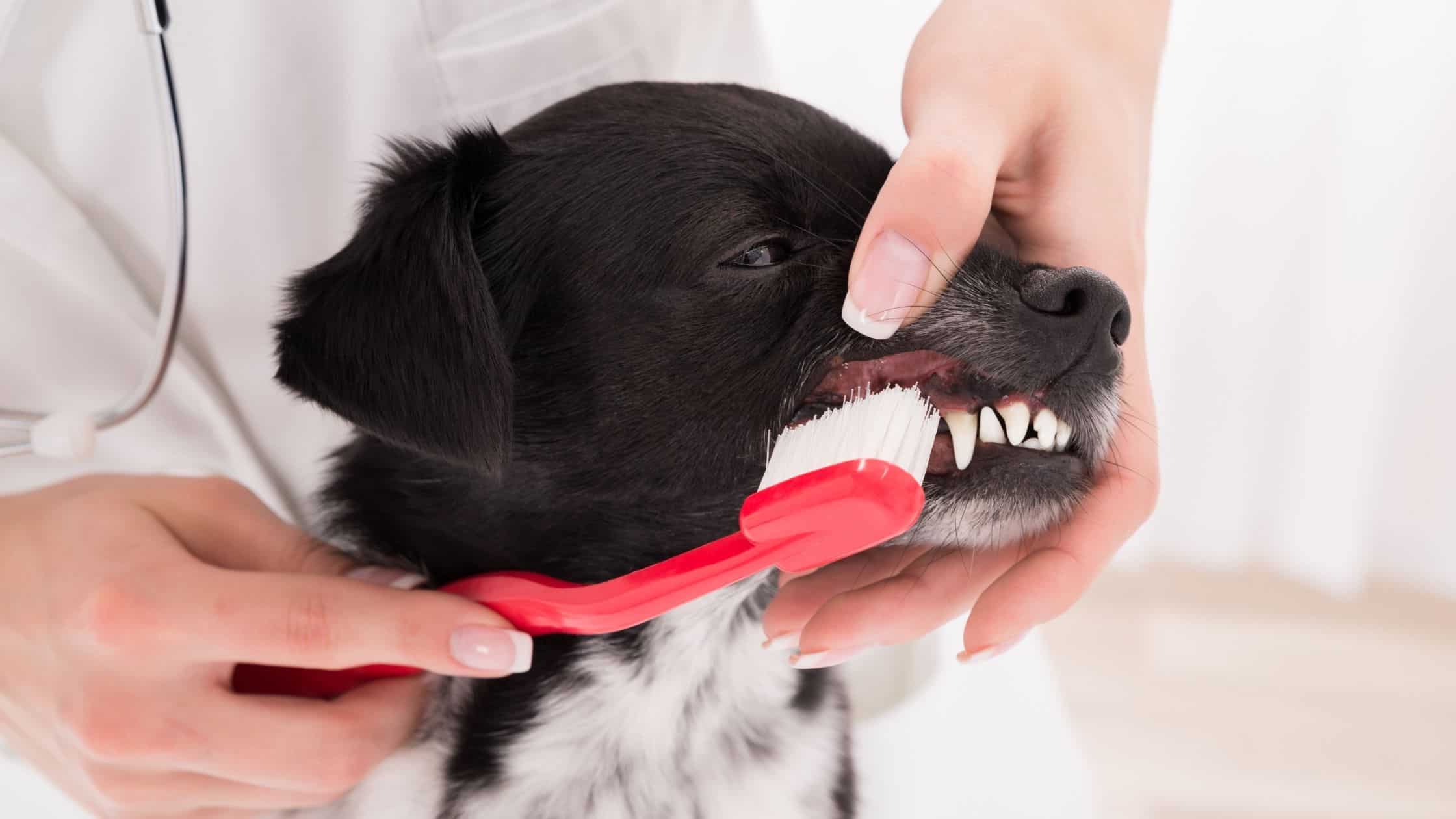 A dog who has dog dental insurance getting his teeth brushed