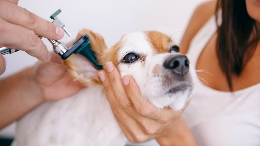What causes chronic ear infections in dogs?