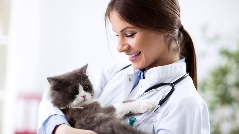 How to Find & Choose a Reliable Vet For Your Cat or Dog