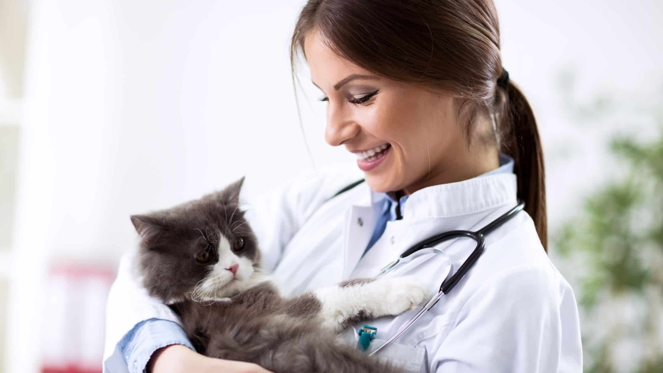Things to remember when choosing a vet for your pet
