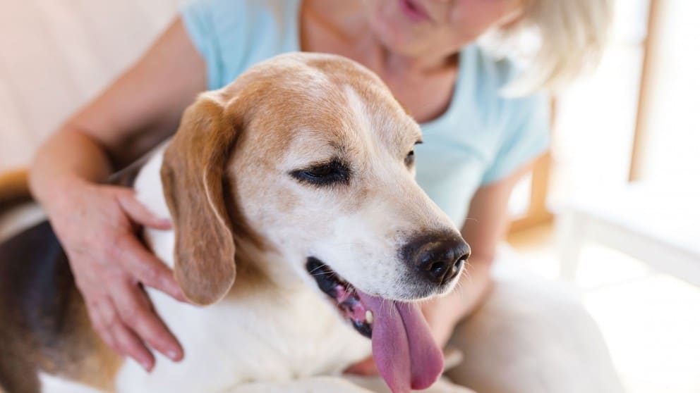What is the Best Pet Insurance for Older Dogs?