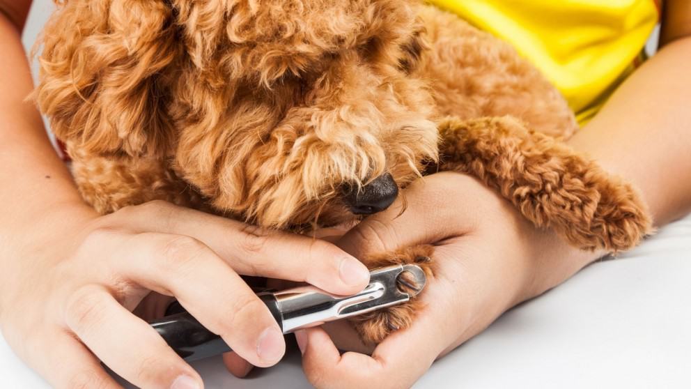 Here's how to clip your cat or dogs nails at home