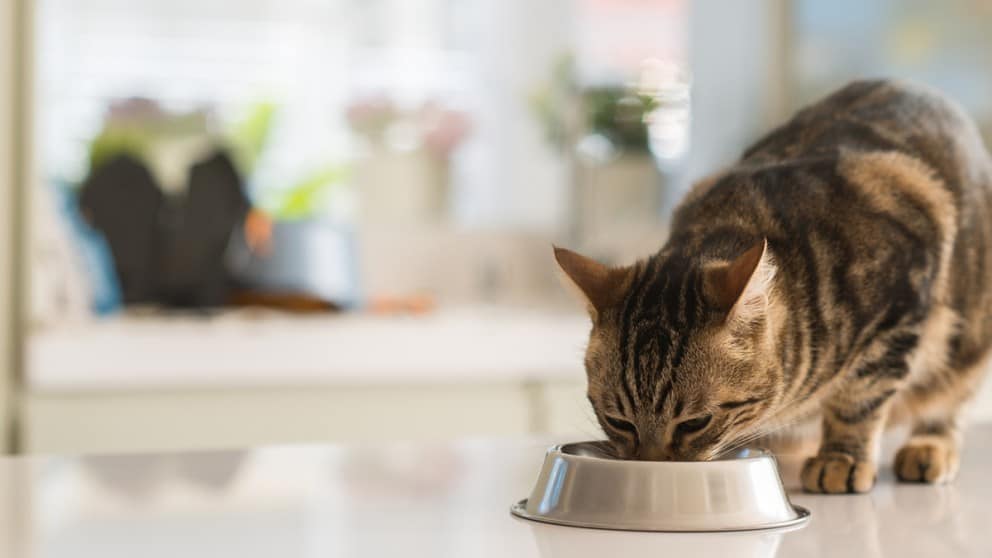 Cat Food 101: Wet vs. Dry