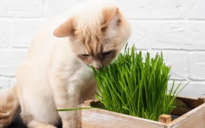 Pet-friendly houseplants that are nonetheless stunning.