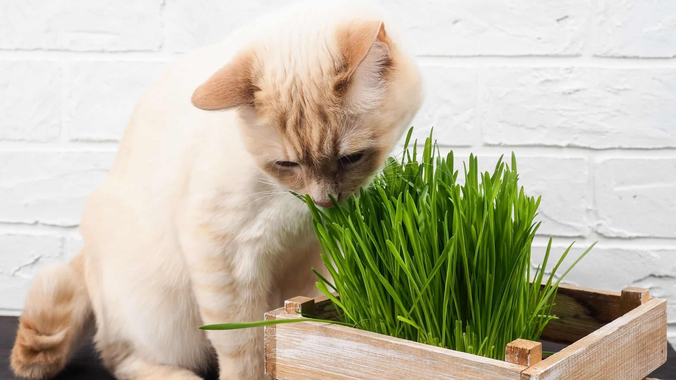 10 Pet-Friendly Houseplants That Still Have The Wow Factor - Affordable Pet Insurance Plans | Get Odie