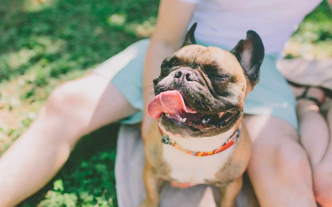 Best Tips for Keeping Your Dog Cool in the City Heat