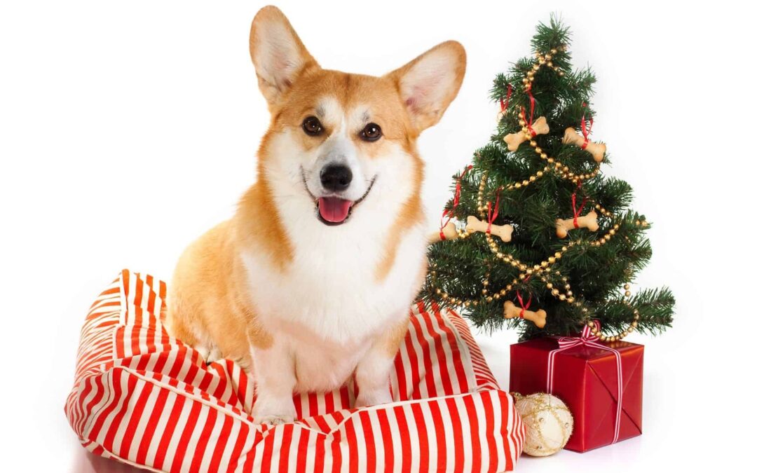 2020 Pawliday Gift Guide