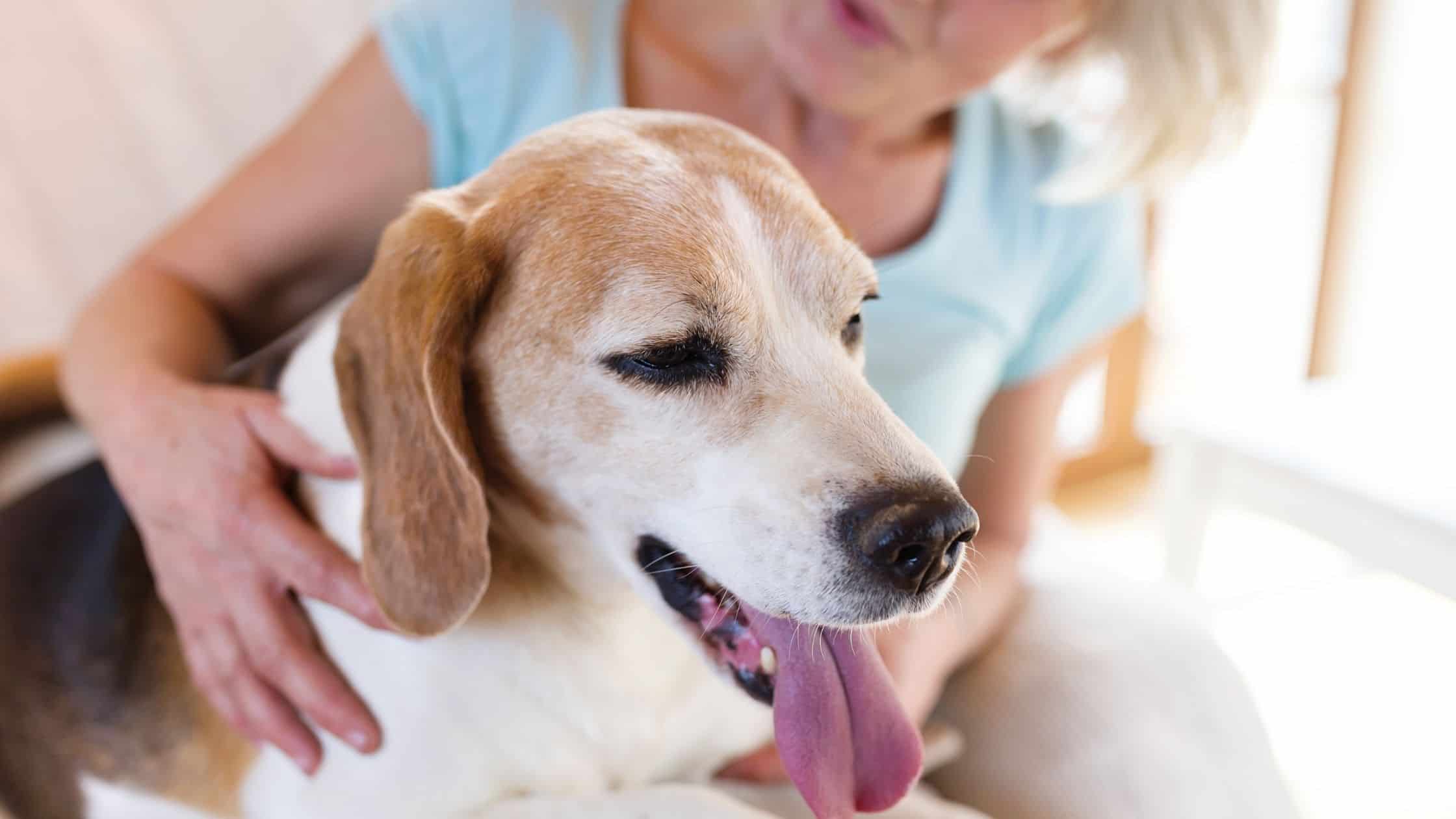 What is the best choice for your senior dog's pet insurance