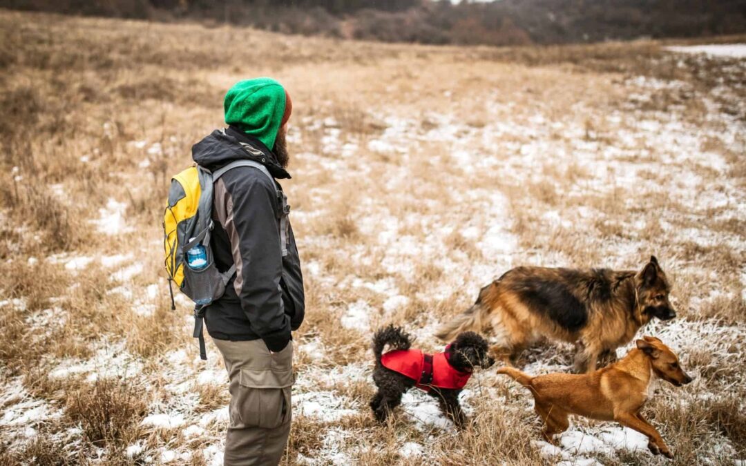 7 Tips for Hiking with Dogs