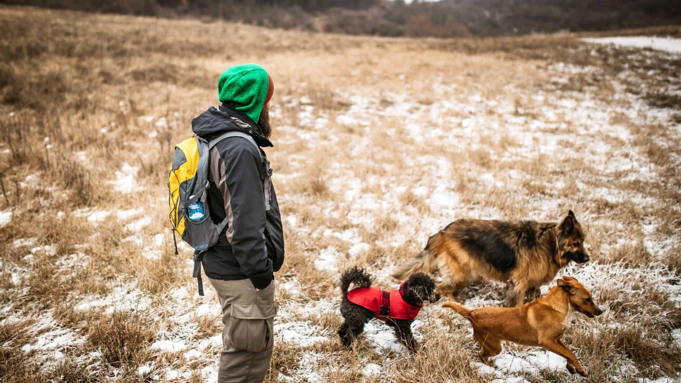 Tips for when you go hiking with dogs