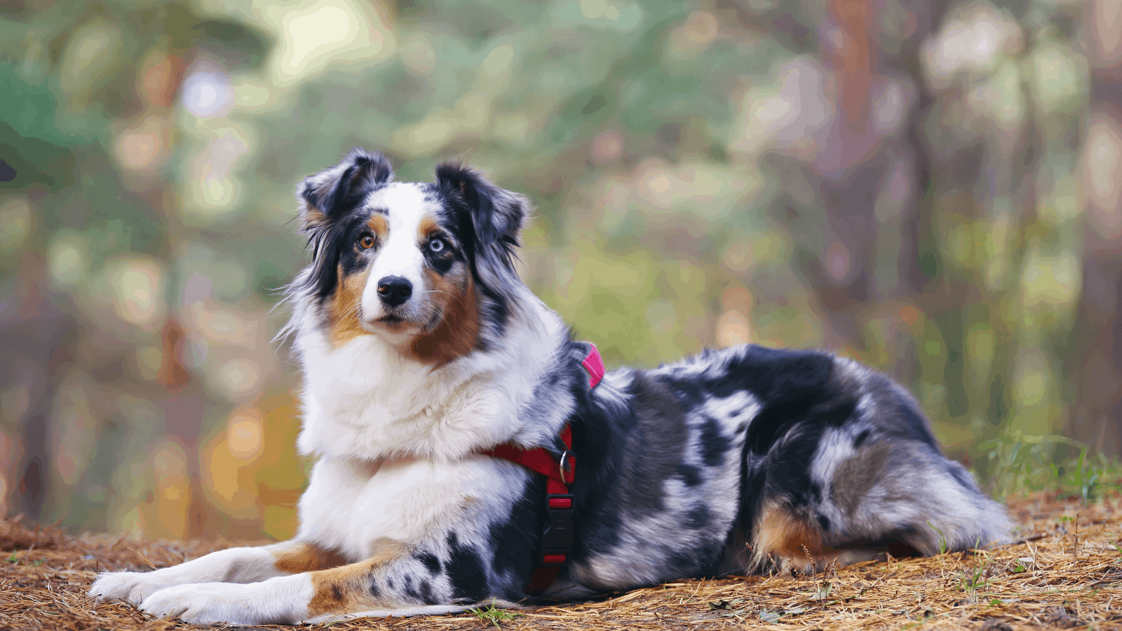 Australian shepherds are athletic and full of energy.