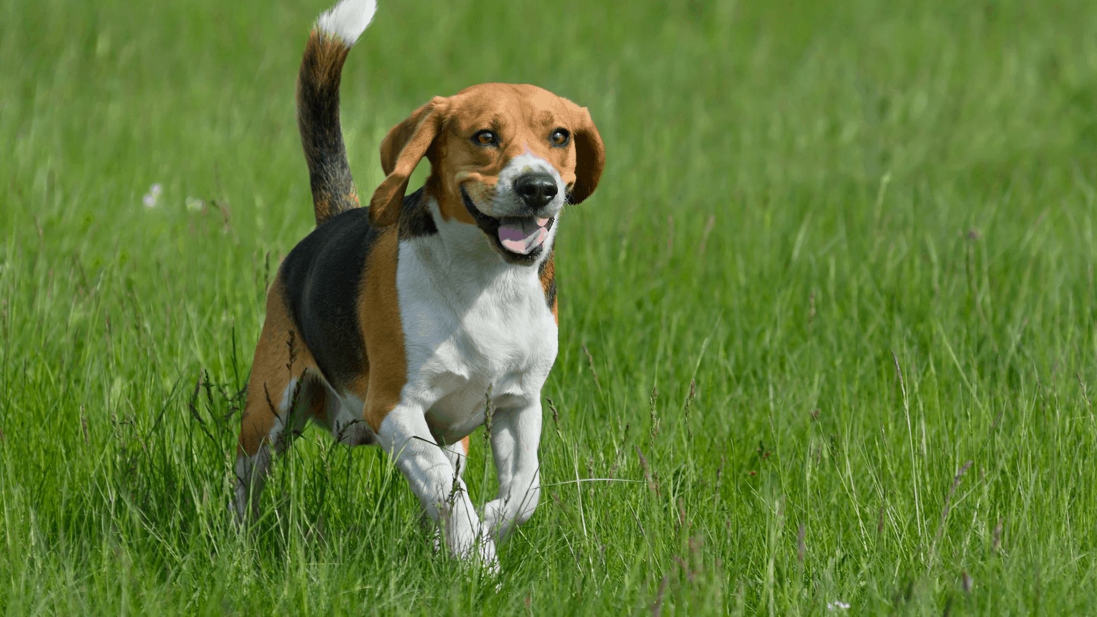 Beagles are considered to be one of the healthiest dog breeds.