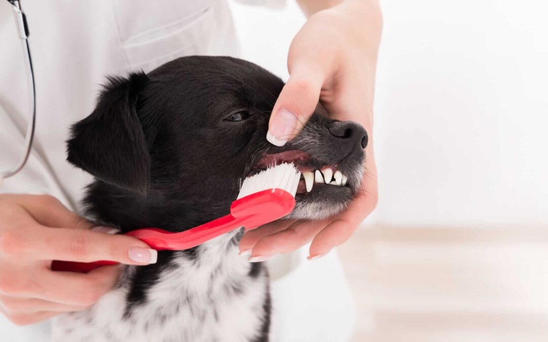 Best Practices for Keeping Your Dog’s Teeth Clean