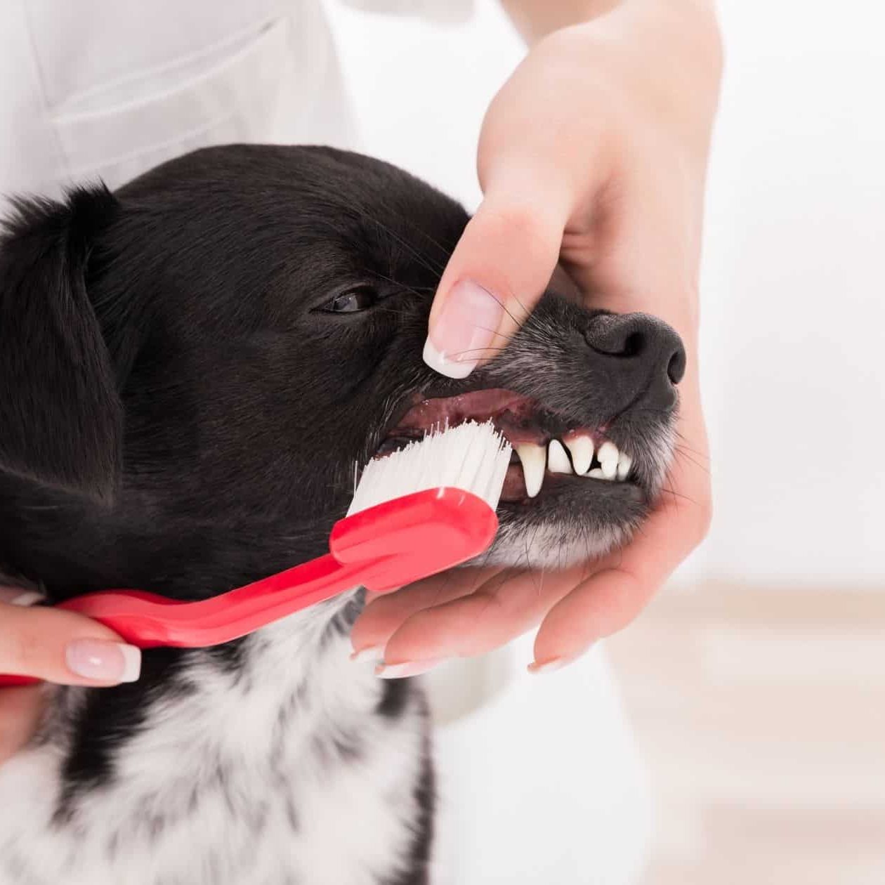 How Often Should I Brush My Dog Teeth: Expert Tips for Healthy Smiles