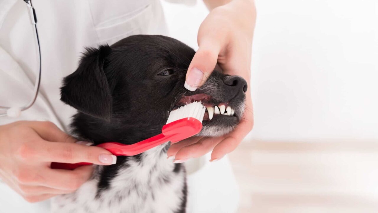 Best Practices for Keeping Your Dog’s Teeth Clean Get Odie